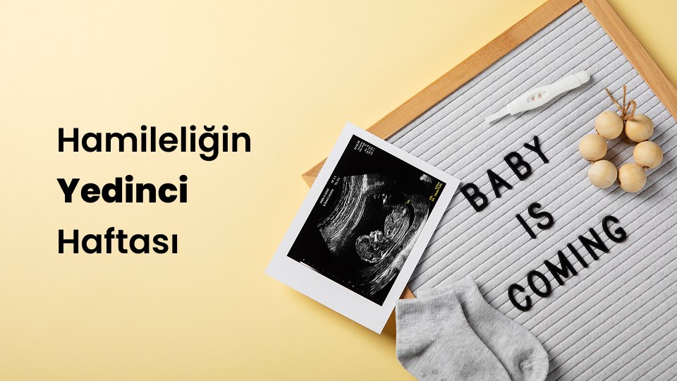 Hamileliğin Yedinci Haftası