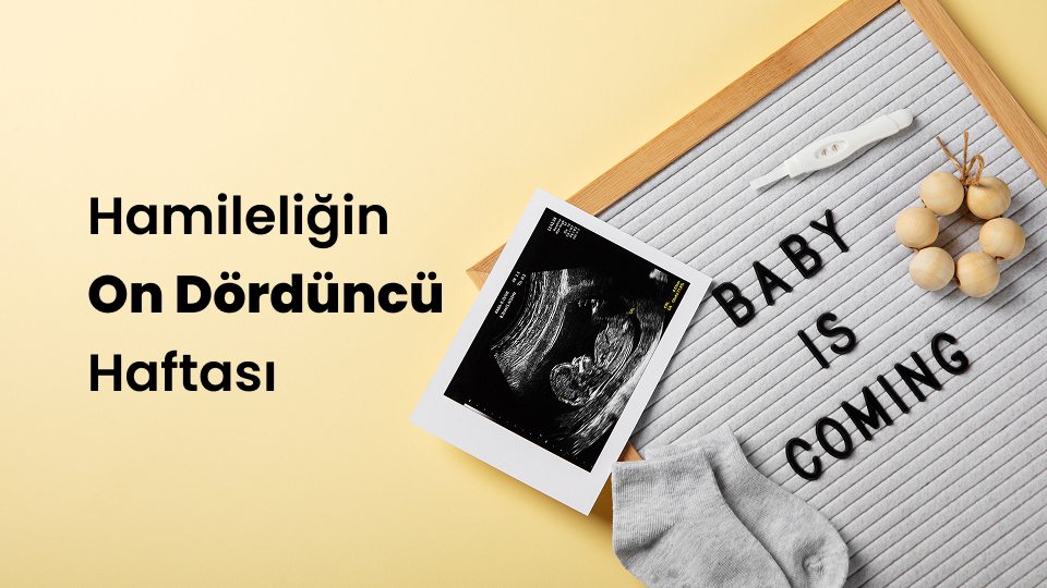 Hamileliğin On Dördüncü Haftası