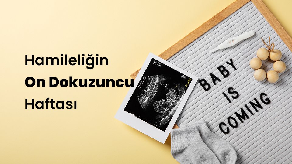 Hamileliğin On Dokuzuncu Haftası